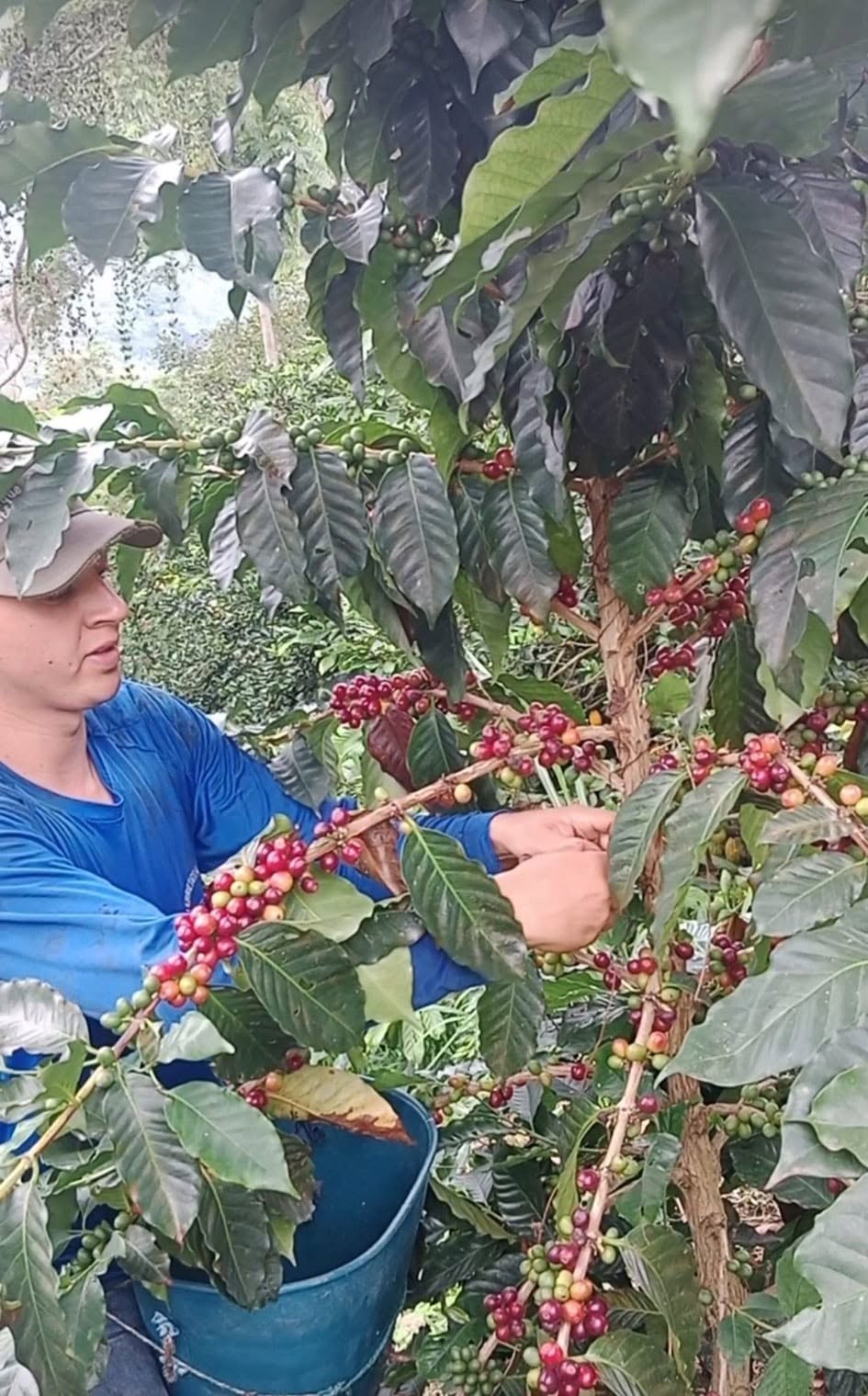 Productor recolectando café maduro